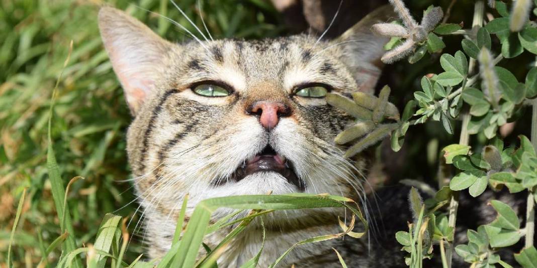 Kediler bu kokudan kaçıyor! Asla tahammülleri yok: Nedenine çok şaşıracaksınız! 2